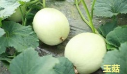 娱乐吃瓜酱玉,揭秘娱乐圈背后的故事与真相